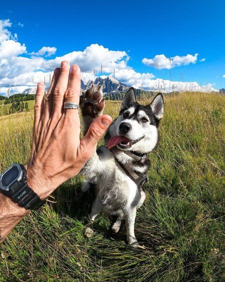 52 of the best GoPro photos in the world, prepare to lose your breath Gopro, Photography, Dogs, Gopro Photos, Fotos, Fotografia, Photo, Gopro Pictures, Gopro Photography