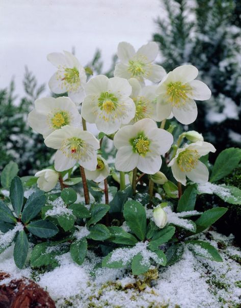 These 9 Winter Friendly Plants Will Keep Your Home Looking More Than Alive This Cold Season. Seriously, these plants are STUNNING! Planting Flowers, Winter Plants, Cold Weather Plants, Shrubs, Gardening For Beginners, Garden Plants, Outdoor Plants, Winter Planter, Winter Flowers Garden