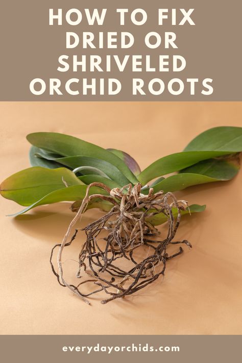 Garden Care, Outdoor, Orchid Fertilizer, Growing Orchids, Repotting Orchids, Orchid Care, Orchid Plant Care, Repotting Plants, Growing Plants