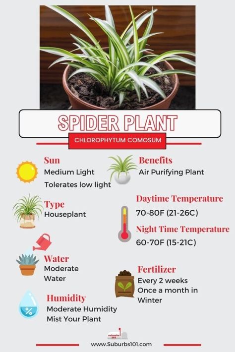 9 Tips on How to Care for your Spider Plant Planting Flowers, Gardening, Compost, Growing Plants Indoors, Plant Care Instructions, Growing Plants, Plant Care Houseplant, Spider Plant Care Indoor, Indoor Plant Care