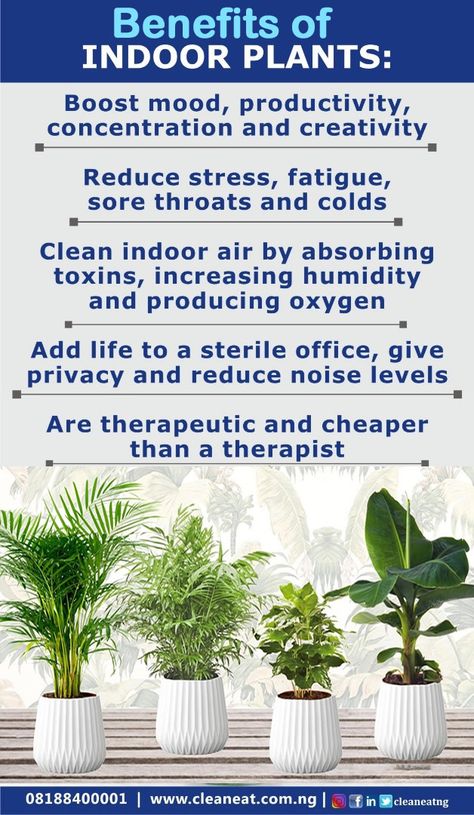 Many people have heard about the benefits of plants in the office: they filter toxins, giving us cleaner, more breathable air. This means better breathing, which leads to less stress and improved focus. However, the right office plants can do far more than this. Organic Gardening, Ideas, Benefits Of Indoor Plants, Plant Benefits, Plant Care Houseplant, Plant Care, Live Plants, Indoor Plants, Low Light Plants