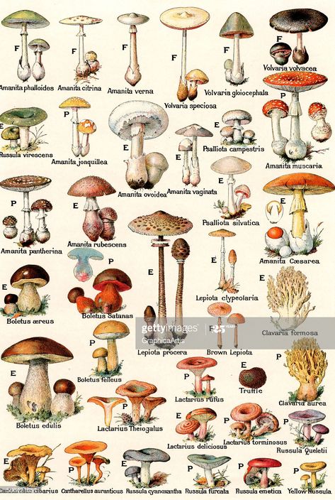 Illustrators, Nature, Poisonous Mushrooms, Mushroom Art, Botanical Drawings, Wild Mushrooms, Fungi, Botanical Illustration, Botanical