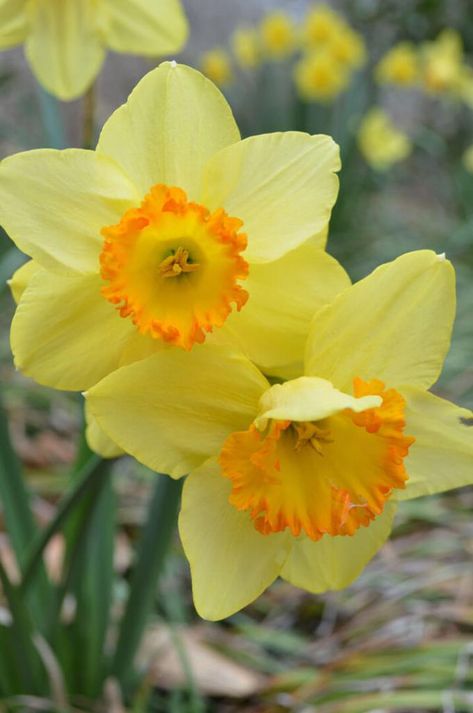 Orange and yellow daffodils Flowers Nature, Exotic Flowers, Beautiful Flowers, Daffodil Gardening, Planting Flowers, Gardening Supplies, Gardening Tips, Yellow Daffodils, Yellow Flowers