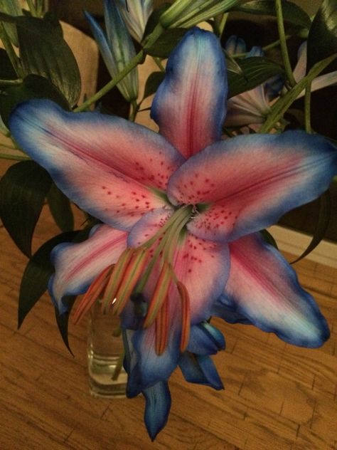 Love lillies... New blue favourites! Hibiscus, Flowers, Flora, Floral, Lilly Flower, Lillies, Lilium, Flower Power, Pretty Flowers