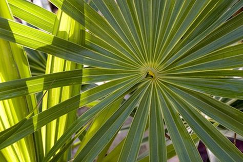 How to dry palm fronds Palmas, Plants, How To Dry Palm Fronds, Diy Dry Palm Leaves, Dry Leaf, Palm Branch, Palm Tree Leaves, Palm Leaves, Plant Leaves