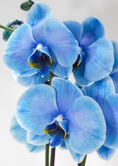 Floral, Hibiscus, Orchid Wallpaper, Blue Orchids, Orchid Images, Pretty Plants, Orchid Flower, Phalaenopsis Orchid, Beautiful Orchids