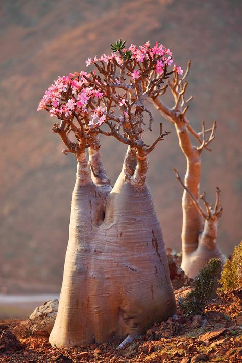 Adenium obesum. Desert Flower | Booman Floral | Flickr Planting Flowers, Plants, Cactus Garden, Flower Seeds, Unusual Plants, Desert Flowers, Desert Rose, Unique Plants, Exotic Plants