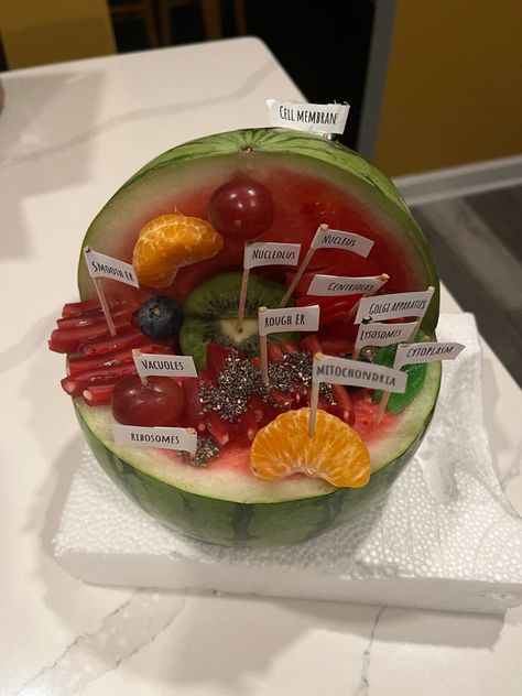 creative animal cell project 🍉🍊🫐🥝🍇 Animal Cell Project, Edible Animal Cell, Animal Cell, Animal Cell Model Project Diy, Animal Cell Model Project, 3d Animal Cell Project, 3d Animal Cell, Edible Cell Project, Plant Cell Project