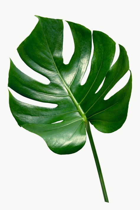 Plants, Nature, Big Leaf Plants, Philodendron Monstera, Leaf Images, Plant Leaves, Monstera Leaves, Leaves, Leaf Photography