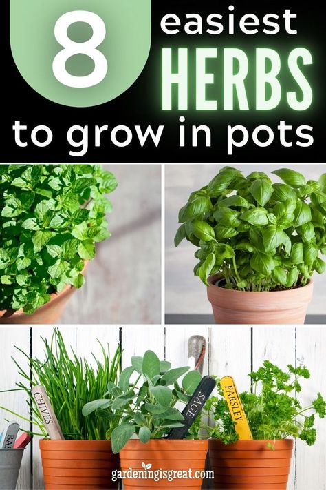 Growing Vegetables, Best Herbs To Grow, Growing Thyme, Easy Herbs To Grow, Growing Herbs, Growing Herbs Indoors, Herbs Indoors, Growing Herbs In Pots, Planting Herbs