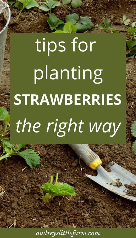 Outdoor, How To Plant Strawberries, Growing Fruit, Growing Strawberries, Growing Food, Strawberry Planting, Grow Strawberries, Gardening For Beginners, Harvest Garden