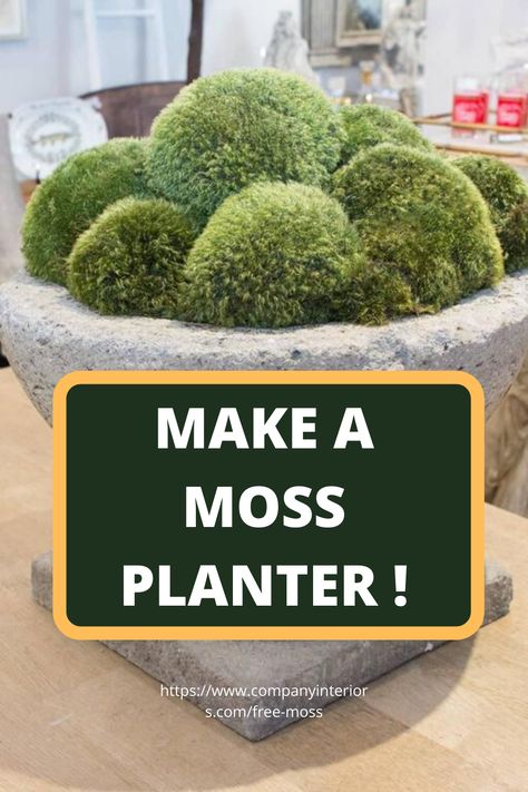In This Video you will learn how to design and amazing moss planter using preserved moss. The Moss used in Ball Moss , Flat Moss and Lichen. The Moss wall requires no maintenance whatsoever. Sustainable sources provide the moss and reindeer moss is a popular product from Scandinavian moss sources. So you can create your own moss wall and install in your office or home. Interior Designers like to specify moss walls as they create a eco-friendly style to their interior home décor. Crafts, Design, Planters, Gardening, Decoration, Moss Planter, Diy Planters, Outdoor Topiary, Moss Terrarium