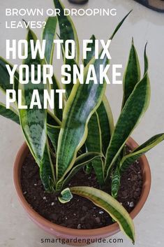 Outdoor, Compost, Gardening, Planting Flowers, Snake Plant Care, Snake Plant Propagation, Growing Plants Indoors, Plant Care Houseplant, Plant Roots