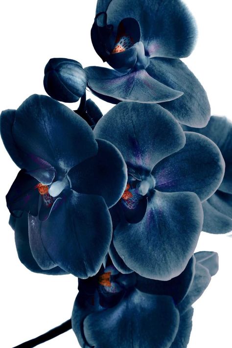 Flora, Floral, Ornament, Flowers, Orchid Wall Art, Blue Orchids, Flower Power, Amazing Flowers, Beautiful Flowers