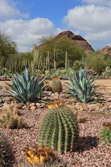 Cactus, Desert Plants, Plants, Desert Botanical Garden, Desert Botanical Garden Phoenix, Cactus Garden, Desert Garden, Botanical Gardens, Desert Landscaping