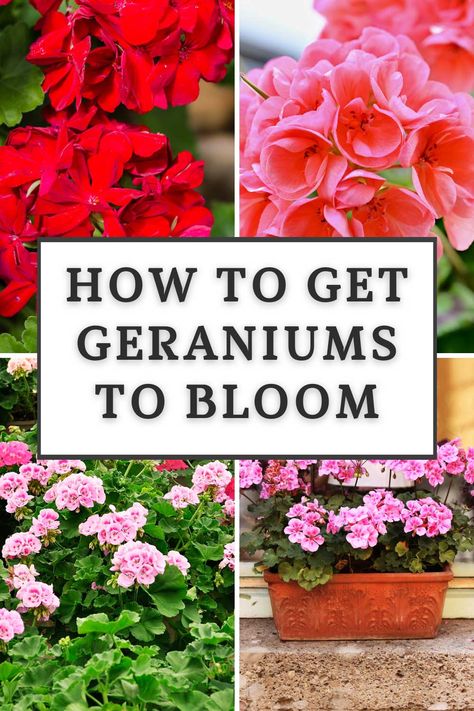 Floral, Nature, Geranium Care, Growing Geraniums, Geraniums, Geraniums Garden, Geranium Planters, Red Geraniums, Geranium Plant