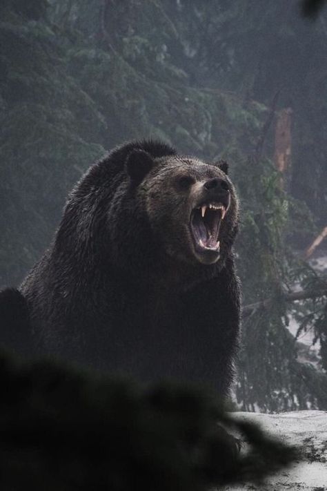 Animal Kingdom, Grizzly Bear, Bear, Bear Pictures, Brown Bear, Pet Birds, Animals Wild, Wild, Animal Photography Wildlife
