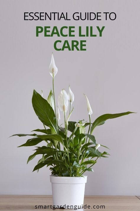 Gardening, Outdoor, Prayer Plant Care, Plant Care Houseplant, Plant Care, Indoor Plant Care Guide, Peace Lily Plant Care, Lily Plant Care, Household Plants