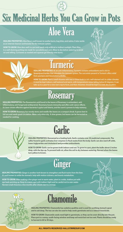 Not everyone has a garden, but if you want to grow your own medicinal and kitchen herbs, you really can. This fun infographic highlights healing properties and growing tips for 6 medicinal herbs that you can grow as potted plants, including #chamomile, #ginger, #garlic, #rosemary, #turmeric and #aloe vera.  No matter where you live, you can reap the benefits of fresh herbs year round. Flora, Medicinal Plants, Gardening, Herbs For Health, Medicinal Herbs Garden, Medicinal Herbs, Herbal Healing, Healing Herbs, Healing Plants