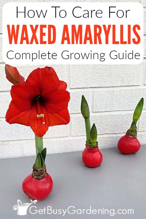 If you’ve received a waxed amaryllis bulb this year, you might be wondering what they’re all about. In this guide on caring for a waxed amaryllis, I’ve shared tons of useful tips about what they are, why they’re coated, and how they grow. You’ll discover why they’re sometimes referred to as waterless amaryllis, and what steps you’ll need to take to enjoy the gorgeous blooms. I’ve also shared what you can do when the flowers are spent and how you can save the bulbs and enjoy them for more years. Diy, Planting Flowers, Crafts, Orchid Care, Pruning Hydrangeas, Amaryllis Bulbs, Potted Mums, Amaryllis Care, Amaryllis Plant