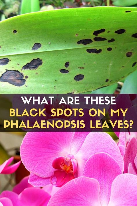 Phalaenopsis and other orchids respond quickly to any problems in their environment. Pimples are one of the signs of trouble. The first step in treating dark spots on orchid leaves is diagnosing the problem. Some phalaenopsis have naturally speckled leaves, so it can be a natural coloring. However, staining the leaves can also signify a bacterial or fungal disease. Bacterial leaf spot is quite common among orchids and can be aggressive and dangerous to phalaenopsis. Art, Gardening, Orchid Care, Orchid Diseases, Types Of Orchids, Get Rid Of Spots, Growing Orchids, Phalaenopsis Orchid, Orchid Plant Care
