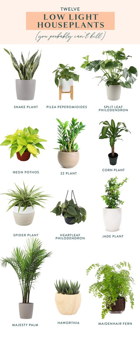 Outdoor, Good Plants For Indoors, Plants For Low Light, Good Indoor Plants, Best Plants For Bedroom, Plants For Home, Plants To Grow Indoors, Indoor Plants Low Light, Best Indoor Plants