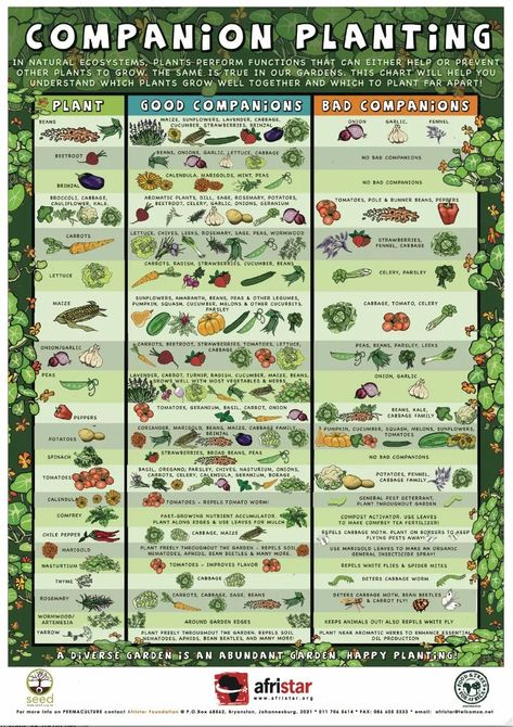 Vegetable and Herb Gardening 101 Square Foot Gardening, Shaded Garden, Compost, Companion Planting, Organic Gardening, Gardening, Vegetable Garden Planning, Companion Planting Chart, Companion Planting Guide