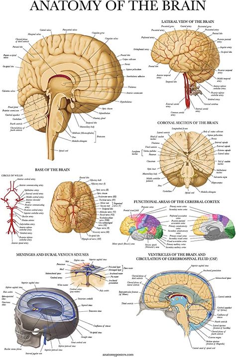 Human, Human Body Anatomy, Human Anatomy Chart, Muscular System, Body Anatomy, Anatomy And Physiology, Human Brain Anatomy, Medical, Medical Anatomy