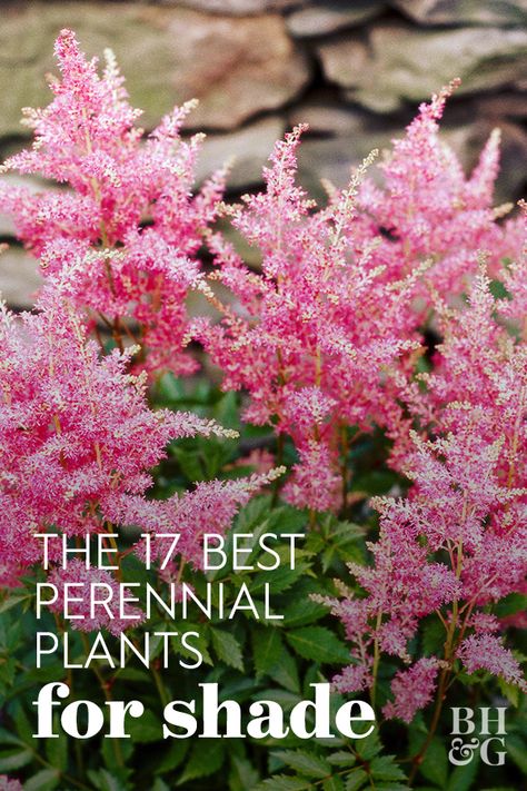 Brighten up shaded spots in your landscape with these easy-to-grow, colorful shade-loving perennial plants that come back year after year. These pretty shade perennials can make hard to grow areas the greatest points of interest in your garden. #gardening #gardenideas #plantsthatgrowintheshade #perennials #bhg Shaded Garden, Shade Perennial Garden, Best Perennials For Shade, Full Shade Plants, Shade Loving Shrubs, Shade Landscaping, Shade Garden Design, Shade Loving Perennials, Aménagement Paysager De Cour