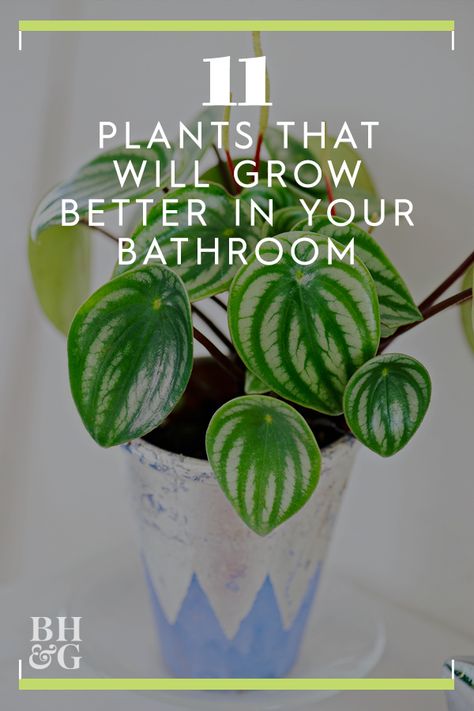 There's a trick to keeping houseplants thriving in dryer climates: It's the bathroom. The typical low light, high humidity, and warmth of the bathroom is exactly what most tropical plants are missing in their lives. Here are 11 plants for the bathroom. #indoorgardening #houseplants #indoorgardening #plantsforthebathroom #tropicalplants #bhg Container Gardening, Bathroom Plants Low Light, Household Plants, Best Indoor Plants, Bathroom Plants, Plant Care, House Plants Indoor, Indoor Plants, House Plants Decor
