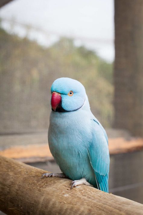 Indian Ringneck Parakeet — Full Profile, History, and Care Ring Necked Parakeet, Nature, Bird, African Grey Parrot, Pet Birds Parrots, Most Beautiful Birds, Parrot Bird, Parrot Pet, Pet Birds