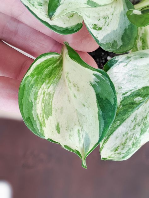 Manjula pothos is a gorgeous variegated variety of epipremnum aureum you can add to your houseplant collection, and manjula pothos care is simple and straightforward. Learn my tips for keeping a happy manjula pothos plant, including how to propagate it from cuttings! Gardening, Plants, Pothos Plant, Plant Propagation, Variegated, Planting Succulents, Philodendron, Propagation, Plant Leaves