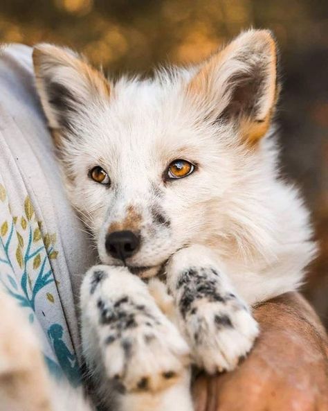 Fox, Beautiful Dogs, Cute Wild Animals, Pretty Animals, Cute Animal Photos, Animals Beautiful, Cute Animal Pictures, Cute Puppies, Cats