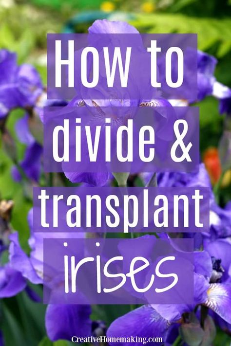 Garden Care, Exterior, Planting Flowers, Irises, Gardening, Outdoor, When To Transplant Iris, Growing Irises, Perennial