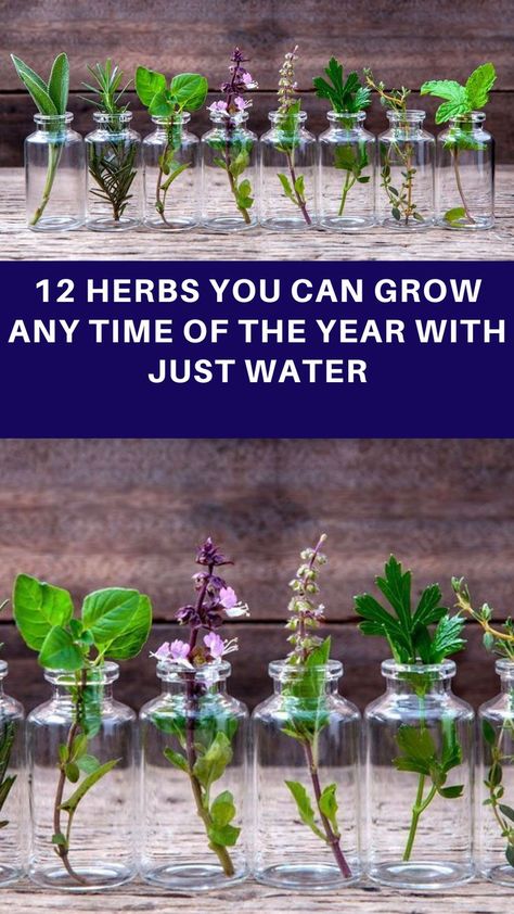 Ideas, Growing Vegetables, Inspiration, Herbs, Diy, Herbs Indoors, Healing Plants, Growing Herbs, Growing Herbs Indoors