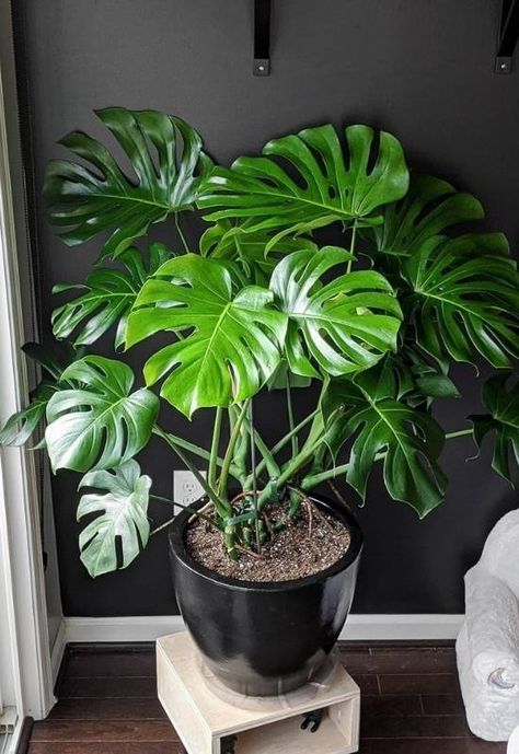 Gardening, Planting Flowers, Potted Plants, Plant Care, Tall Potted Plants, Monstera Deliciosa Indoor, Indoor Plants, Monstera Deliciosa Care, Plant Life