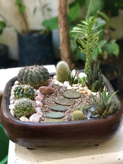 Terrarium, Outdoor, Cactus Pot, Cactus Garden, Cactus Garden Ideas, Cactus Terrarium, Cactus Bowl, Indoor Cactus Plants, Mini Cactus Garden