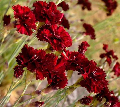 Enriching any garden's color scheme, Dianthus caryophyllus 'King of the Blacks' (Carnation) is an eye-catching, loosely-tufted, herbaceous perennial with a profusion of clove-scented, dark burgundy-red, double flowers, up to 2 in. across (5 cm), atop firm stems. Elegantly rising above a low mound of evergreen, gray-green, linear foliage, the velvety, ruffled blossoms are produced in succession from late spring to mid summer. Adding contrast in the garden, this hardy carnation is perfect for the Fruit, Play, Red Carnation, Carnations, Dianthus Caryophyllus, Flower Seeds, Flower Garden, Fragrant Garden, Mexican Feather Grass