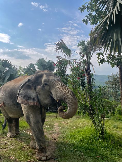#elephant #chiangmai #thailand #nature #wildlife #animal #jungle Indonesia, Thailand, Asia Travel, Thailand Elephants, Phuket Thailand, Thai Jungle, Thailand Photos, Thailand Backpacking, Wildlife Travel