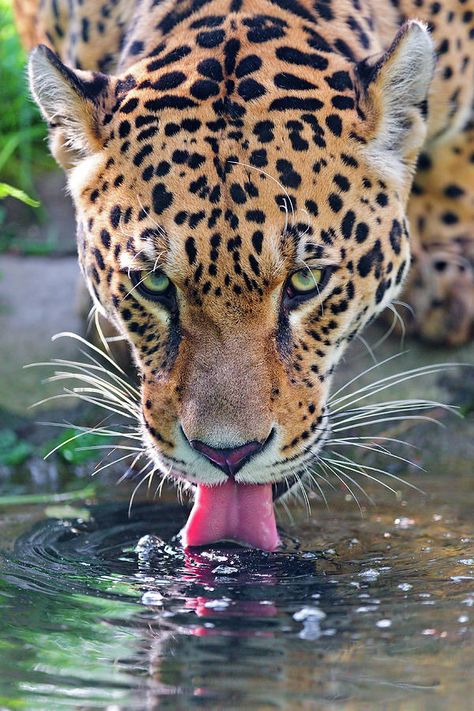 Jaguar Panthera Onca by Tambako The Jaguar Big Cats, Leopards, Dogs, Pumas, Cheetahs, Cats And Kittens, Wild Cats, Cats, Animals Beautiful