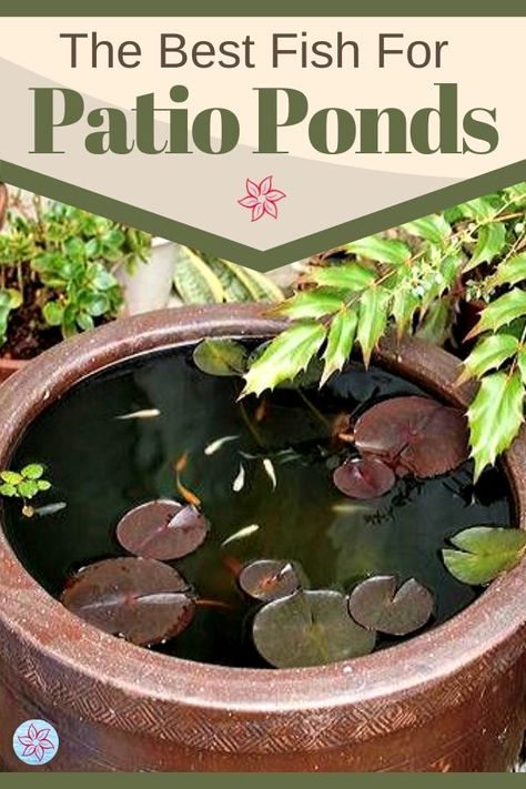 Are you looking for the best fish options for your outdoor container pond or a small water feature? The good news is that you can keep many types of fish inside a smaller space but there are a few things you will need to know before starting. Ideas, Gardening, Outdoor, Fish Pond, Small Fish Pond, Fish Ponds, Container Water Gardens, Backyard Water Feature, Patio Pond