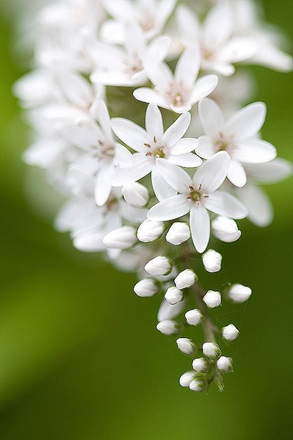 I finally found the name of this plant - Lysimachia clethroides.  bloomingwhite by taryntella2, via Flickr Nature, Flora, Mother Nature, Fotografie, Bloemen, Beautiful, Tuin, Hoa, My Flower