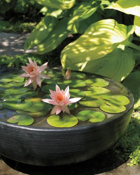 I have always wanted one of these (potted water garden) and don't know why I don't just build one! A pump, pot and plants.....woolah!!! Water Garden in a pot! Gardening, Container Gardening, Container Water Gardens, Ponds Backyard, Water Garden, Garden Plants, Water Gardens, Water Plants, Backyard Garden