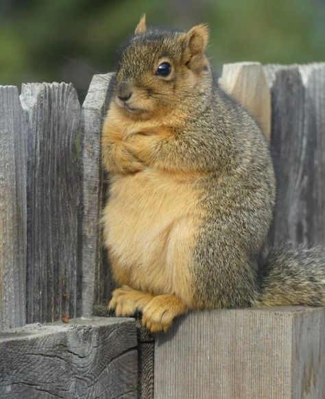 Defiant Squirrel Dogs, Squirrel, Squirrel Funny, Squirrel Pictures, Pet Birds, Animals Wild, Rodents, Animals And Pets, Duck