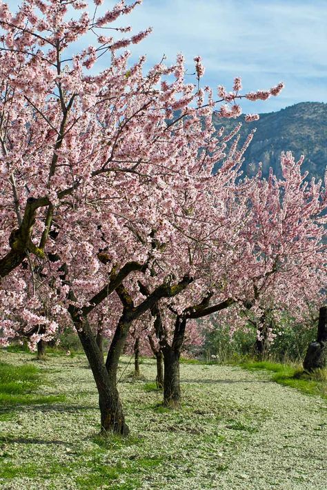 Nature, Plants, Fruit Trees, Fruit, Spring Tree, Blooming Trees, Flowering Trees, Orchards, Almond Tree
