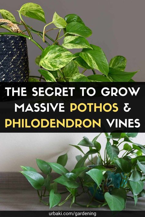 A care guide for pothos and philodendrons almost seems redundant because they are so easy to keep alive. Seriously, if you only water them when they start to look wilted, you'll have them for years. However, if you want to take better care of them so that they are as happy and healthy as possible, you have come to the right place. In this video from Planterina, she explains that she's often asked how she keeps her vine plants (pothos and philodendrons specifically) lush, full, long, and... Gardening, Inspiration, Philodendron Plant, Pothos Plant Care, Plant Care Houseplant, Growing Plants Indoors, Repotting Plants, Pothos Vine, Pothos Plant