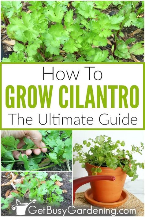 Growing Vegetables, Shaded Garden, Layout, Garden Care, Exterior, Growing Cilantro Outdoors, Growing Cilantro, Growing Herbs At Home, How To Grow Cilantro