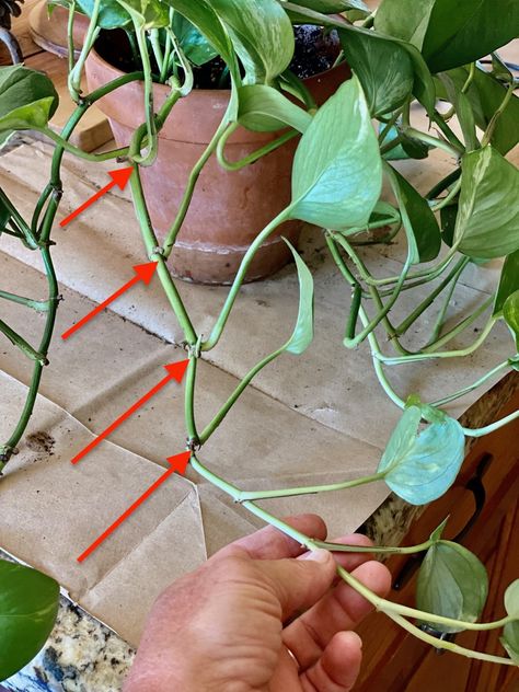 Planting Flowers, Outdoor, Pothos Plant Care, Growing Plants Indoors, Pothos Vine, Pothos Plant, Growing Plants, Plant Hacks, Plant Care Houseplant