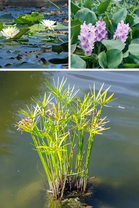 Water Plants For Ponds, Pond Plants, Pond Weed, Water Garden, Water Gardens, Floating Pond Plants, Water Pond, Pond Ideas, Water Plants