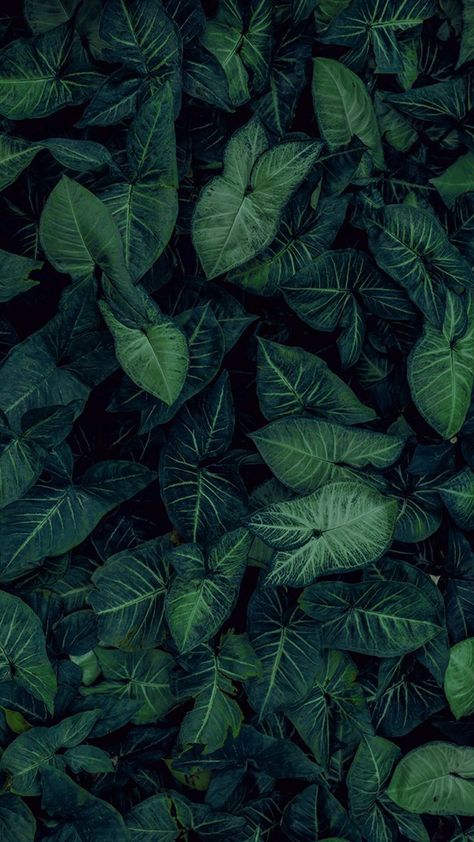 Nature, Flora, Green Aesthetic, Nature Iphone Wallpaper, Green Wallpaper, Green Nature, Aesthetic Wallpapers, Wallpaper Backgrounds, Nature Wallpaper